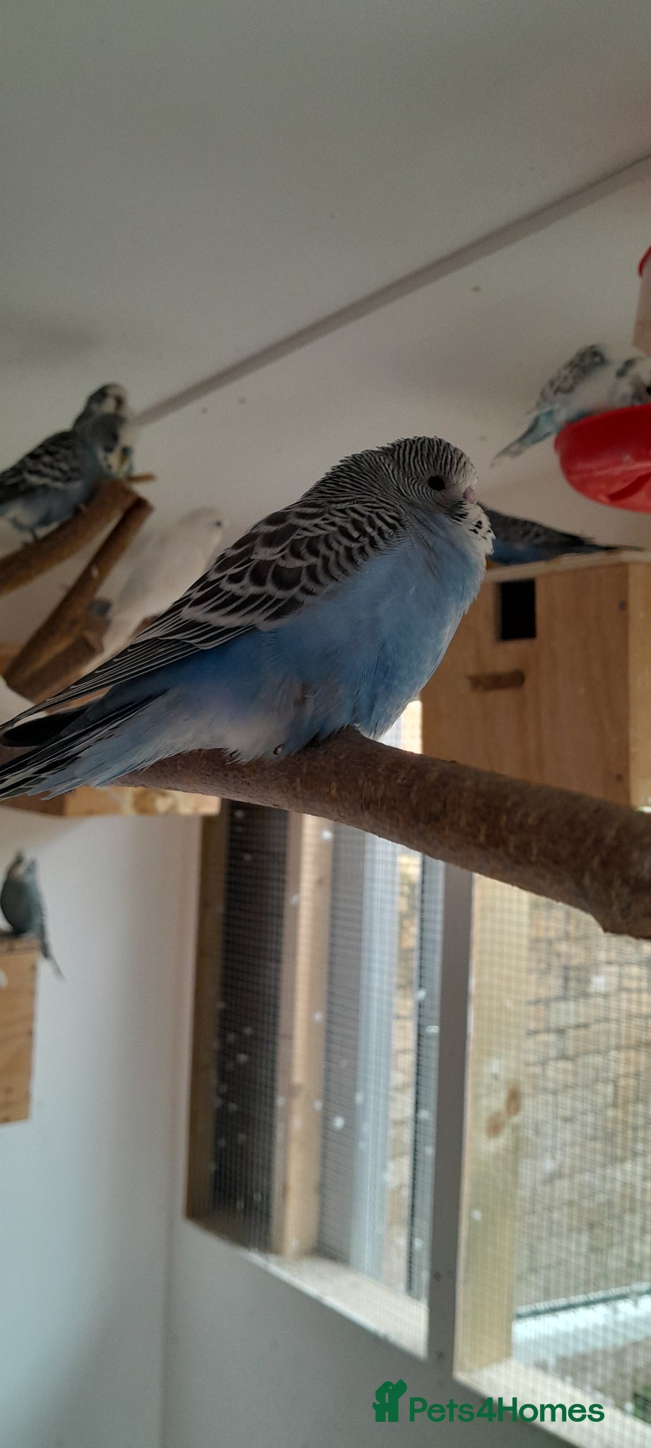 Budgerigars birds Young budgies  - Advert 2