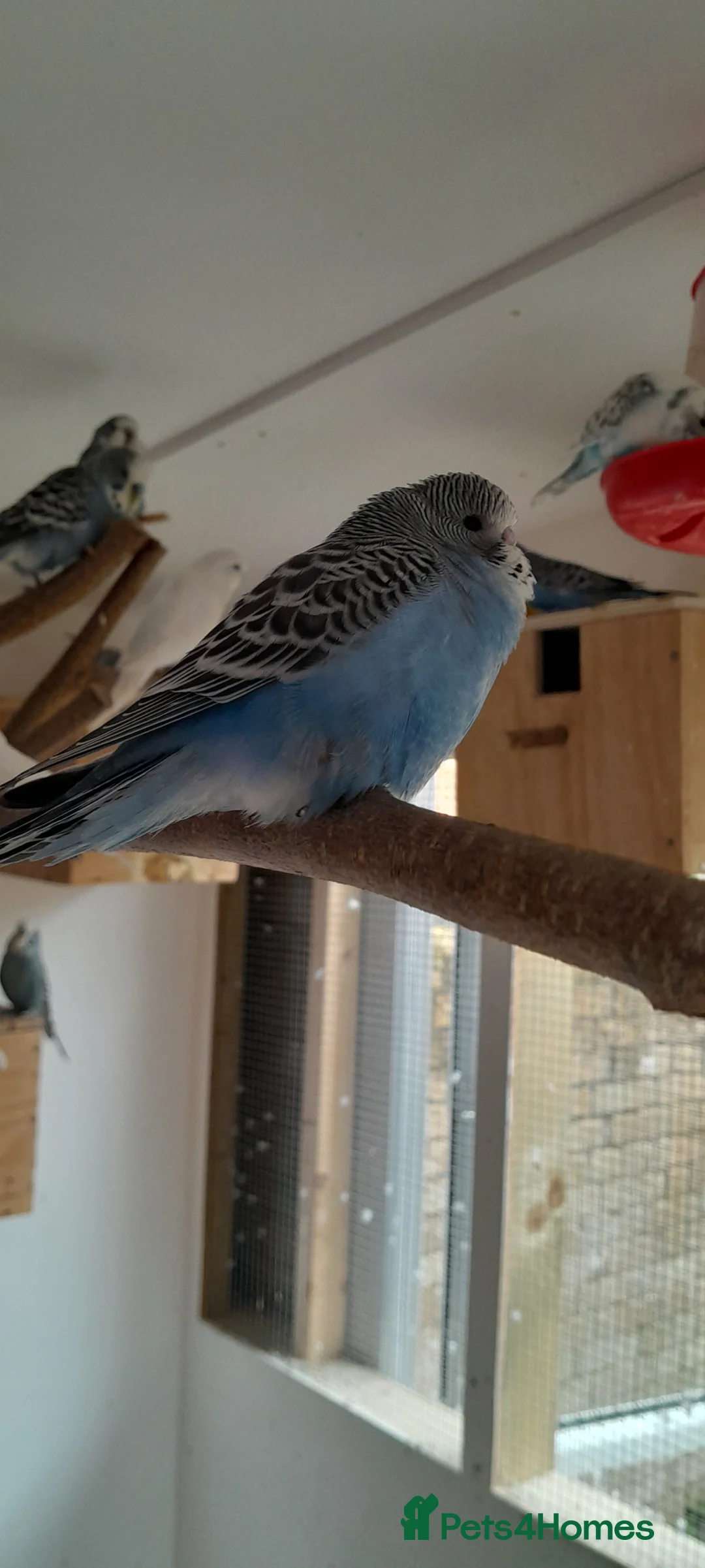 Budgerigars birds for sale: Young budgies  - Advert 1