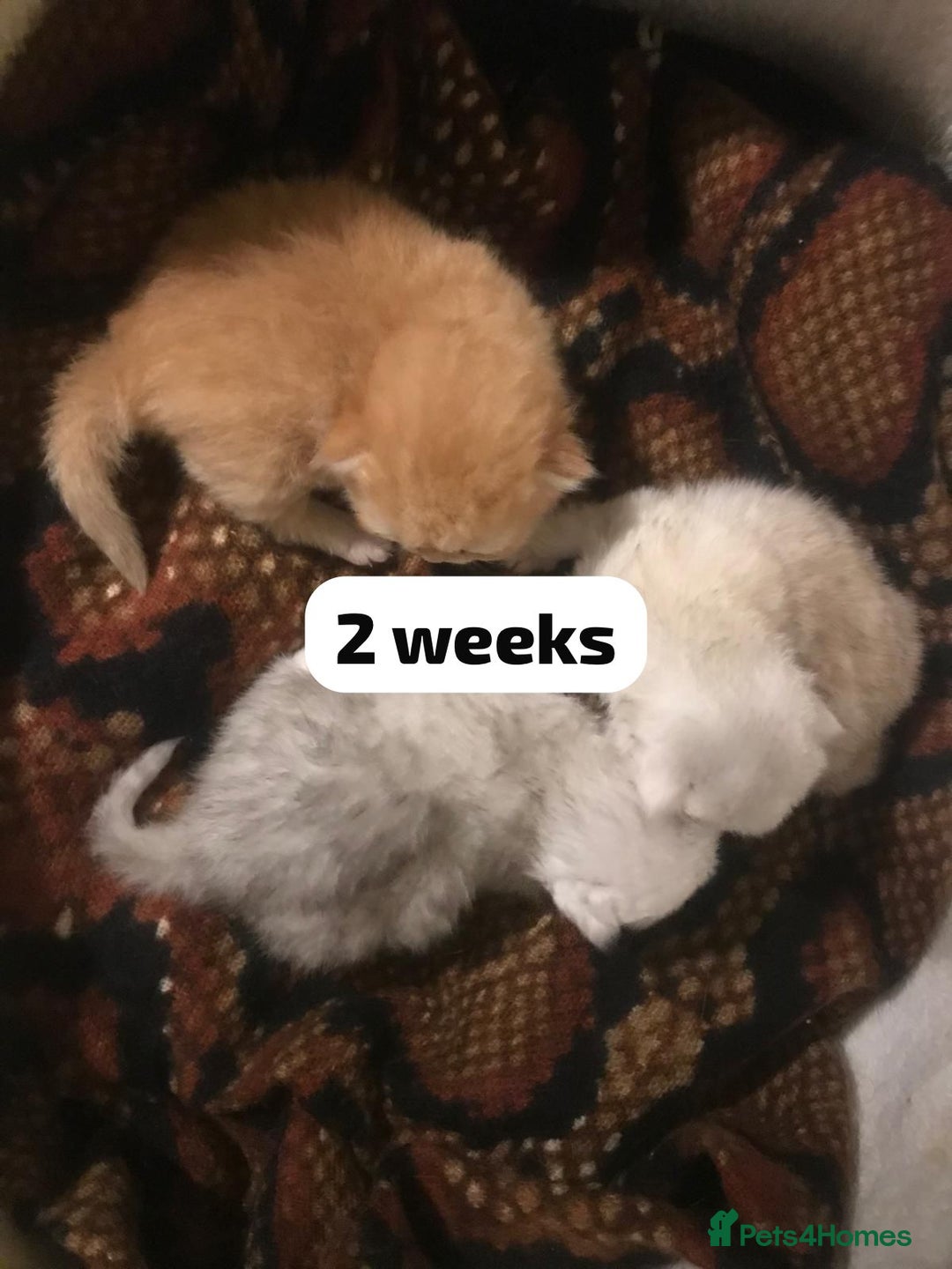 Persian cats for sale: GCCF Registered Persian Pedigree  Kittens - Image 2