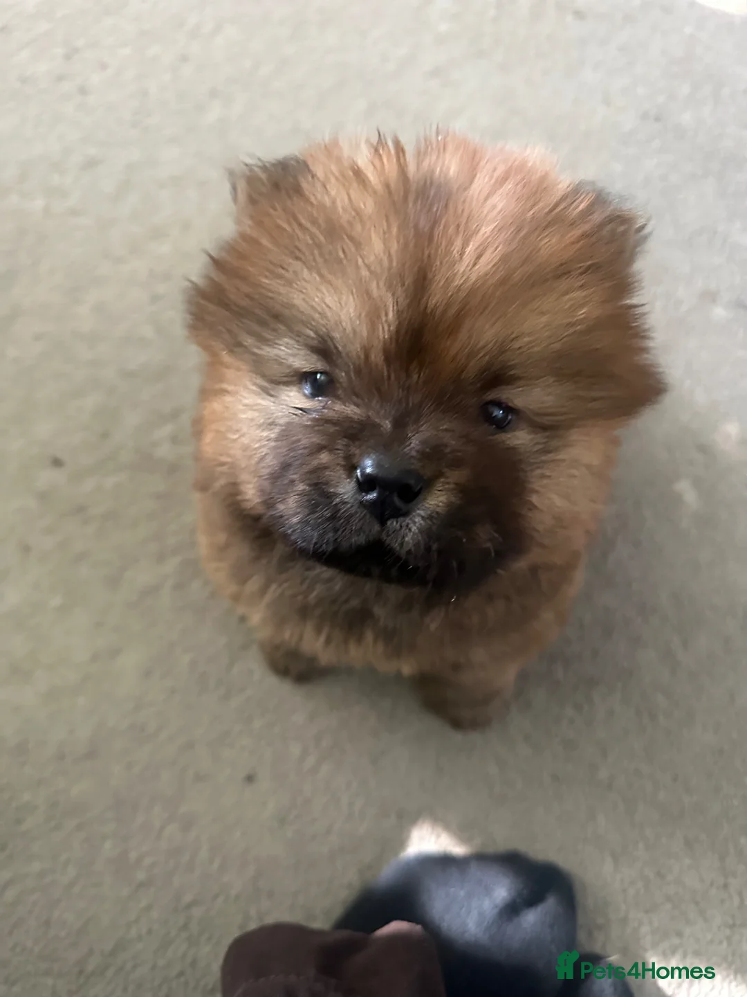 Chow Chow dogs for sale: KC Registered Chow Chow Puppies for Sale  - Advert 1