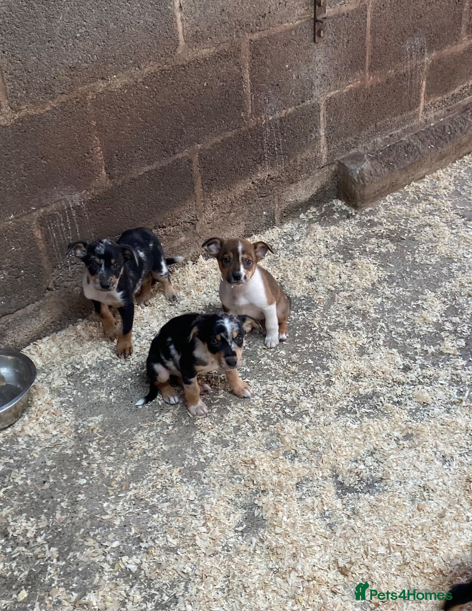 Mixed Breed dogs Kelpie X Border Collie - Advert 1
