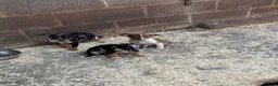 Mixed Breed dogs for sale: Kelpie X pups - Advert 8