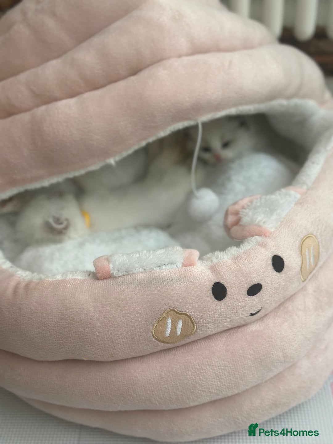 Ragdoll cats for sale: Beautiful pedigree kittens, show quality 💎❤️💎 - Image 32