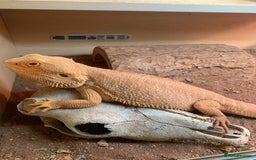Bearded Dragon reptiles for sale: Bearded dragons for sale - Image 1
