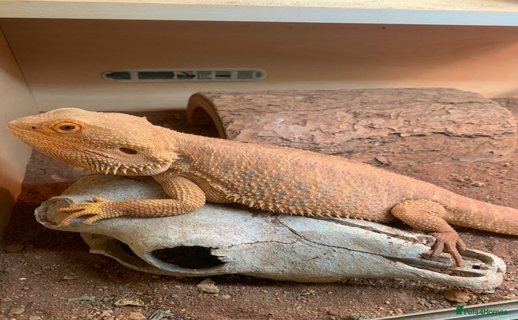 Bearded Dragon reptiles - Advert 1
