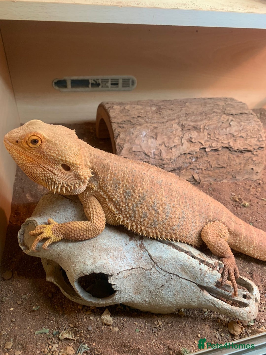 Bearded Dragon reptiles for sale: Bearded dragons for sale - Image 1