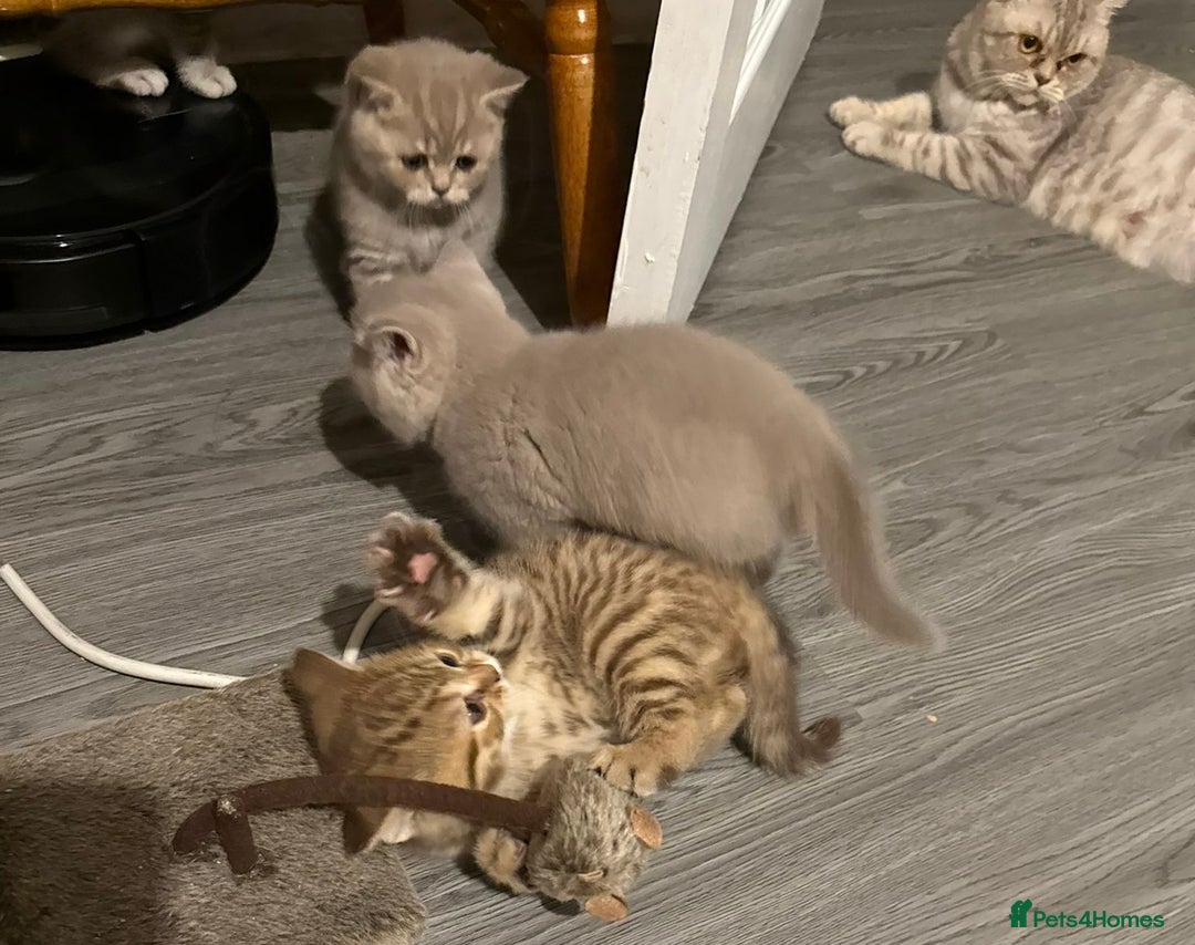 British Shorthair cats for sale: Amazing BSH kittens. READY TO GO!!! - Image 29
