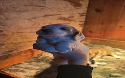 Sprocker dogs for sale: Beautiful working cocker spaniel pups FB1 - Advert 19