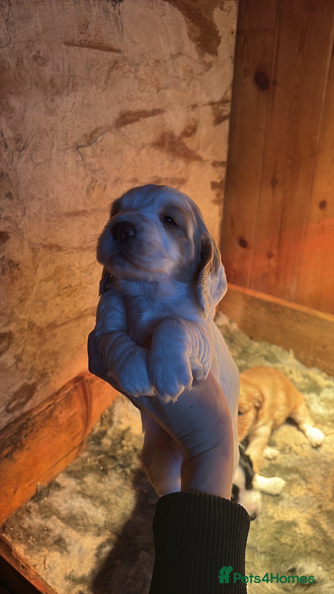 Sprocker dogs for sale: Beautiful working cocker spaniel pups FB1 - Advert 19