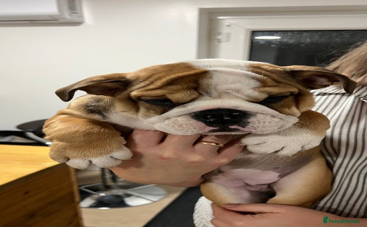 English Bulldog dogs - Advert 13
