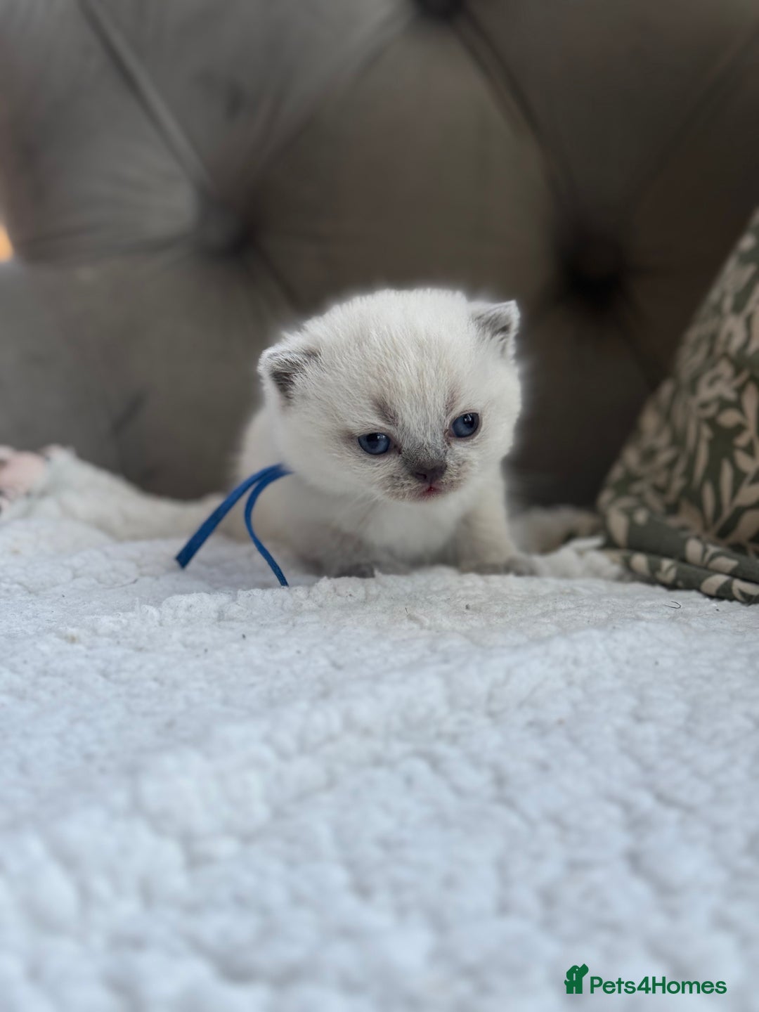 British Shorthair cats for sale: 5 lilac colour point kittens  - Advert 28