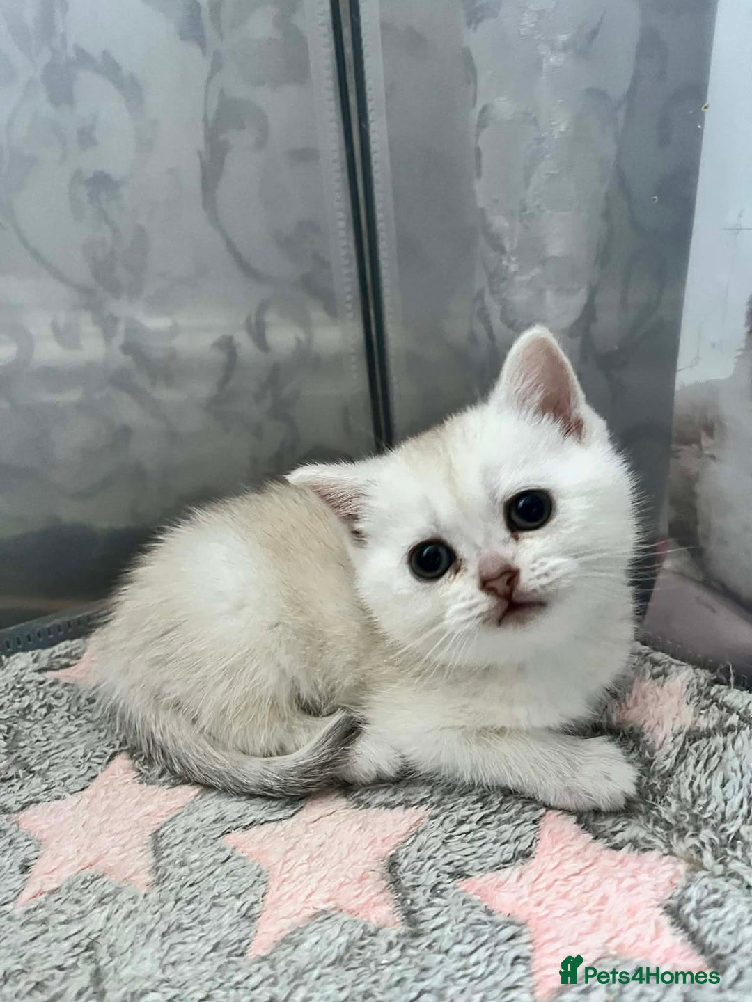 Scottish Fold cats for sale: Adorable Scottish Fold/Straight kittens  - Advert 8