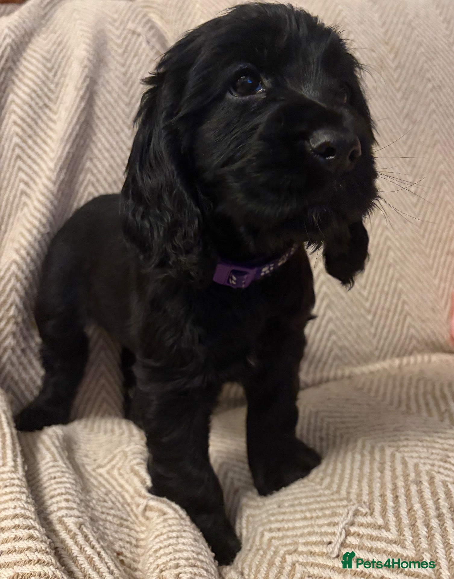 Cocker Spaniel dogs Beautiful show type cocker spaniel puppies - Advert 11