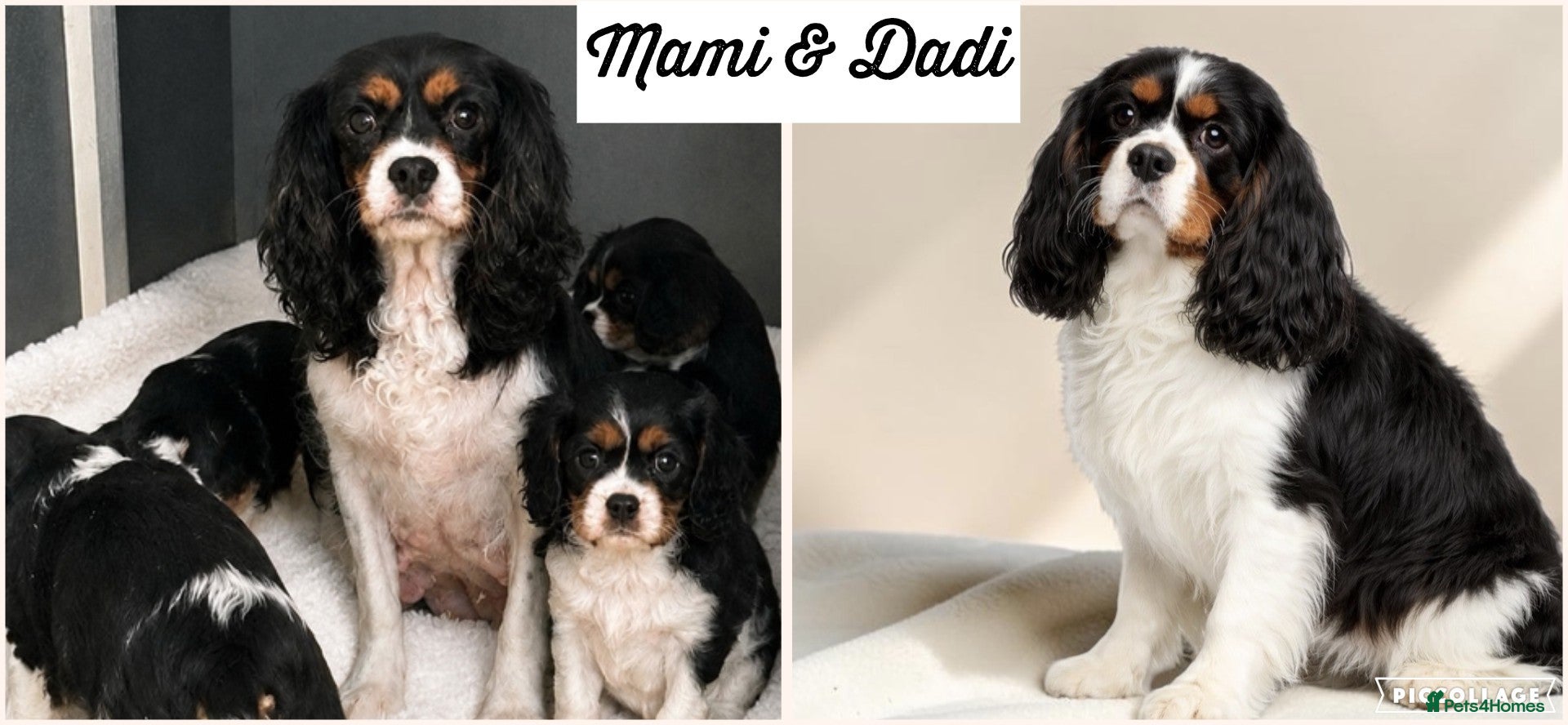 Cavalier King Charles Spaniel dogs Beautiful Cavalier King Charles Spaniel puppies - Advert 2