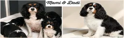 Cavalier King Charles Spaniel dogs for sale: Beautiful Cavalier King Charles Spaniel puppies - Advert 2