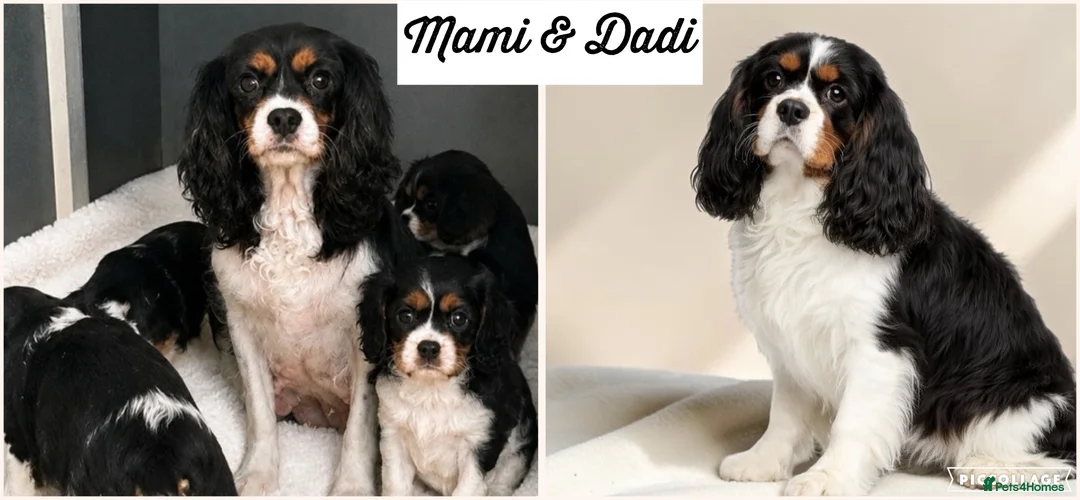 Cavalier King Charles Spaniel dogs for sale: Beautiful Cavalier King Charles Spaniel puppies - Advert 2