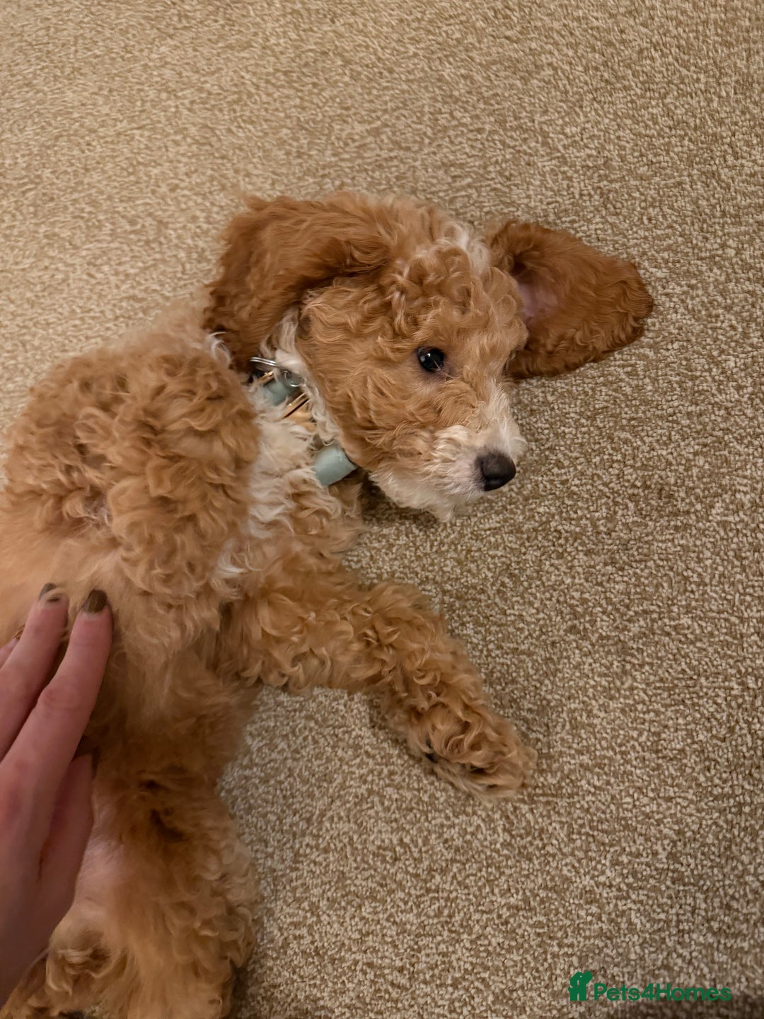 Cockapoo dogs for sale: Male cockapoo  - Advert 4