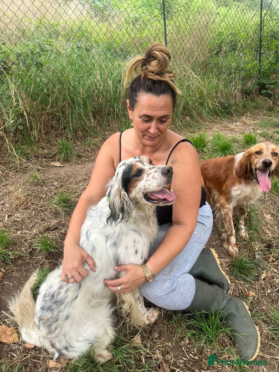 English Setter dogs for adoption: Piti  - Image 9