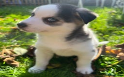 Mixed Breed dogs for sale: MIRO❤️ - Image 8