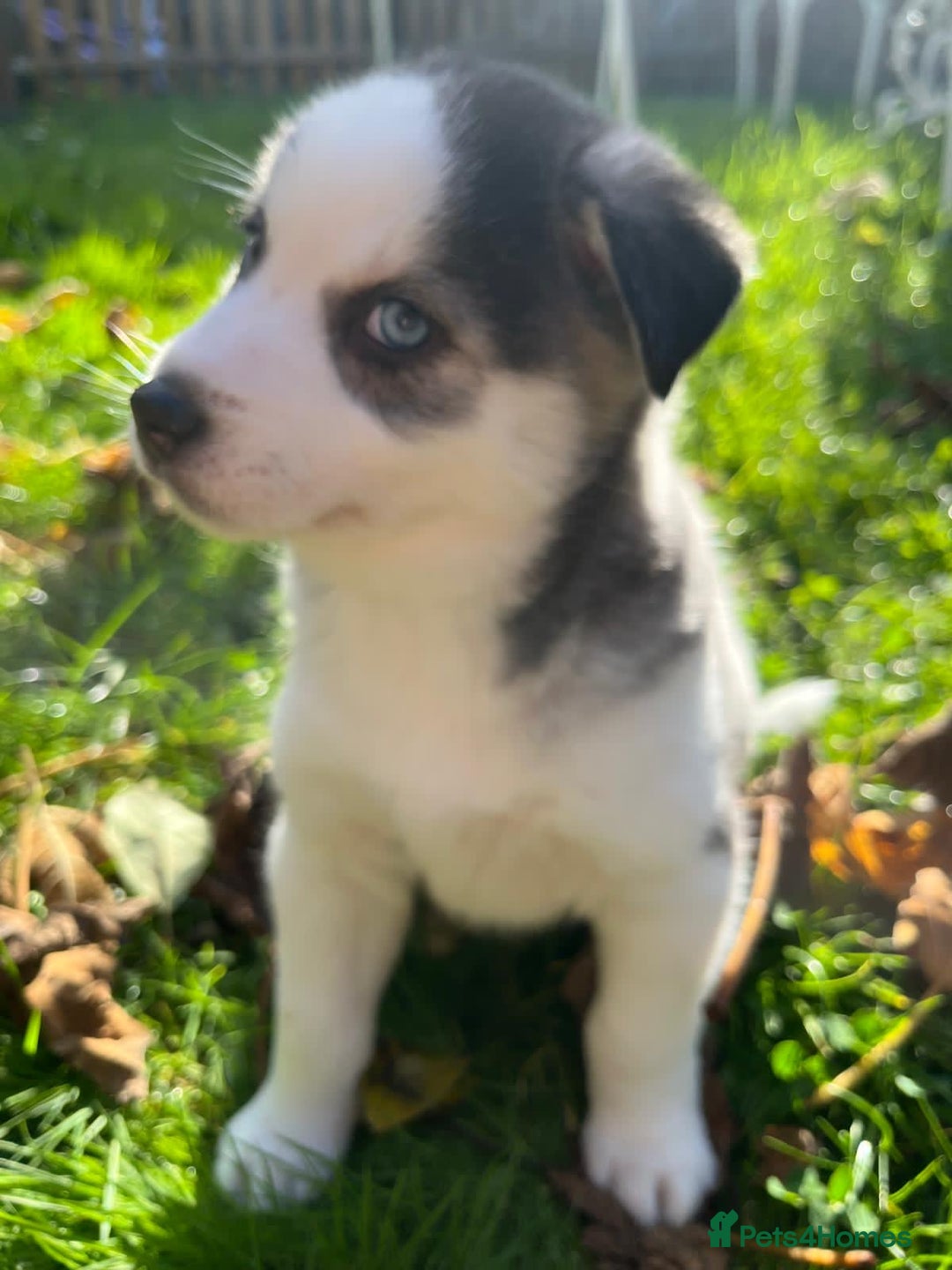 Mixed Breed dogs for sale: MIRO❤️ - Image 8