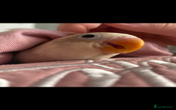 Lovebirds birds for sale: Blue Opaline female lovebird - Image 4