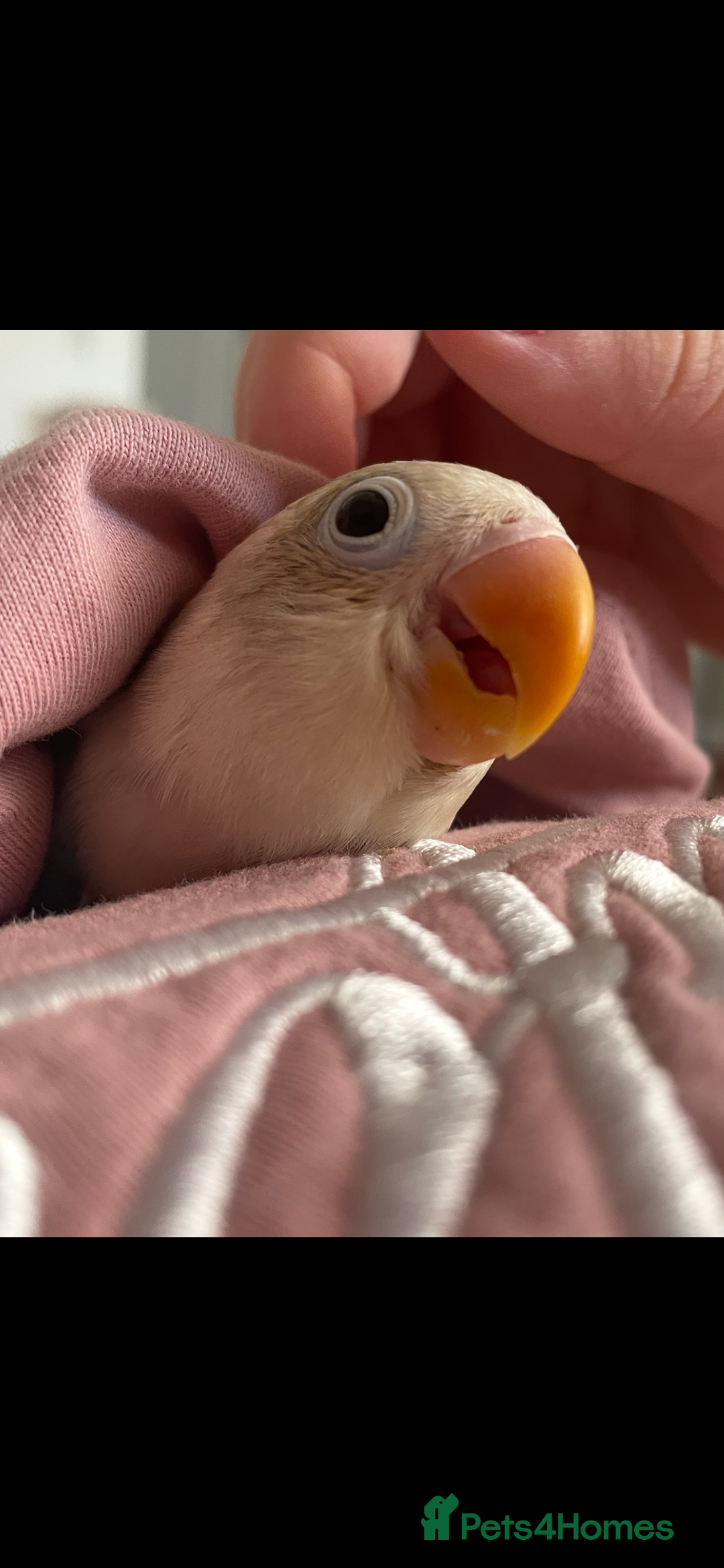 Lovebirds birds for sale: Blue Opaline female lovebird - Image 4