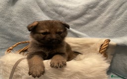 German Shepherd dogs for sale: German Shepard pups - Image 3