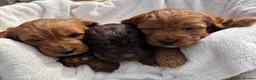 Cockapoo dogs for sale: Stunning F1 Cockapoo Puppies KC Parents  - Advert 3