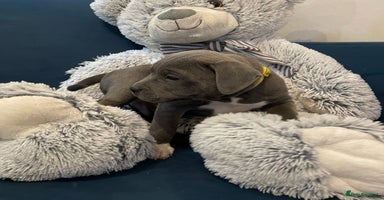 Staffordshire Bull Terrier dogs - Advert 14