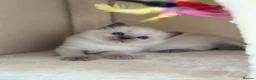 Ragdoll cats for sale: Blue point ragdoll - Advert 4