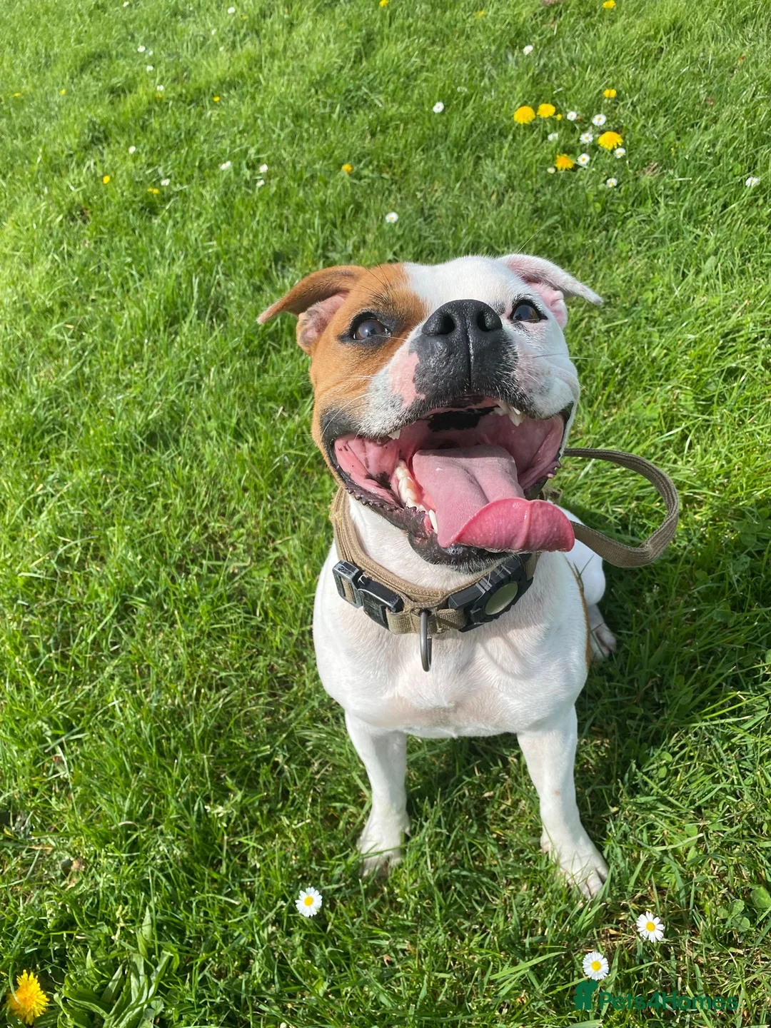 Staffordshire Bull Terrier dogs for sale: 🔥 KC REG RED STAFFY PUPPS–OUTSTANDING QUALITY 🔥 - Advert 11