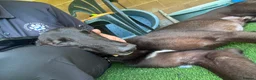 Greyhound dogs for adoption: Oliver - Advert 9