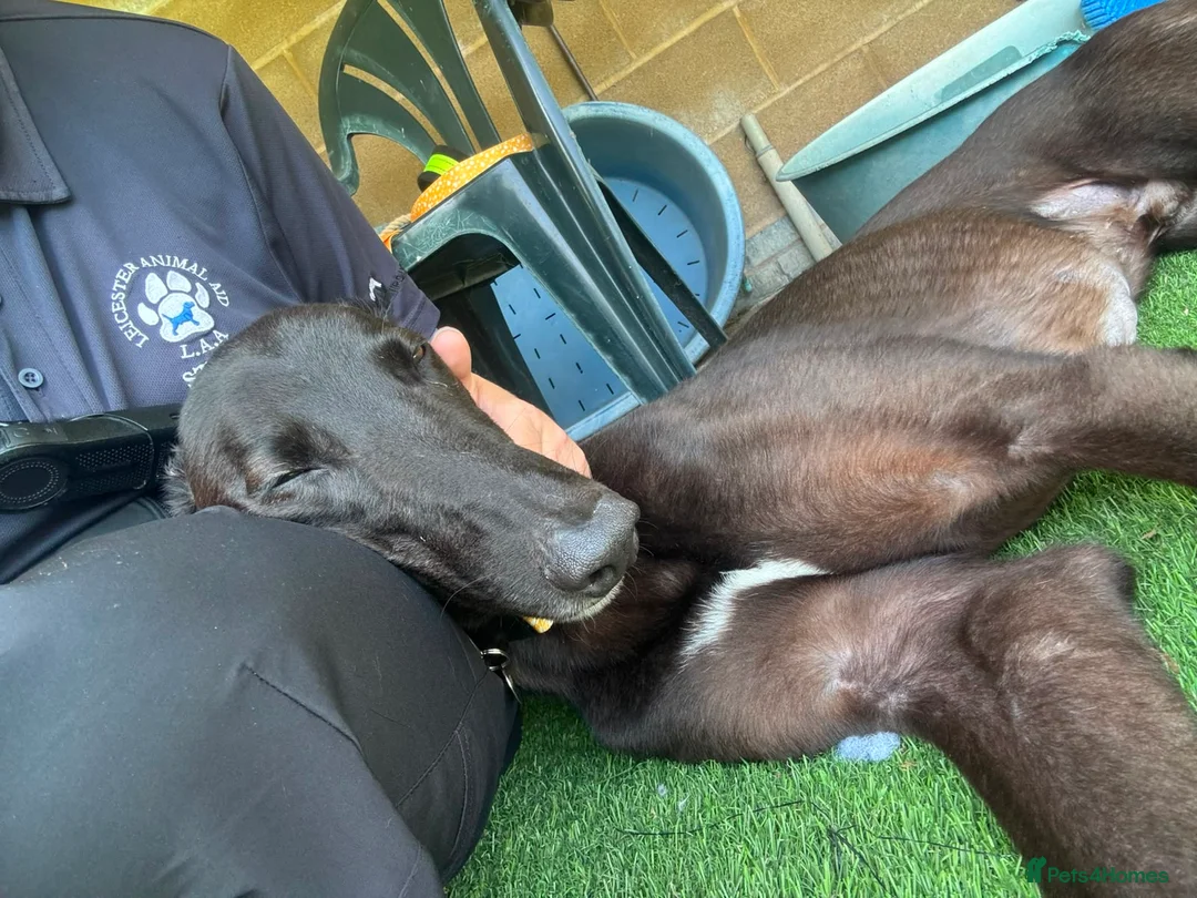 Greyhound dogs for adoption: Oliver - Advert 9