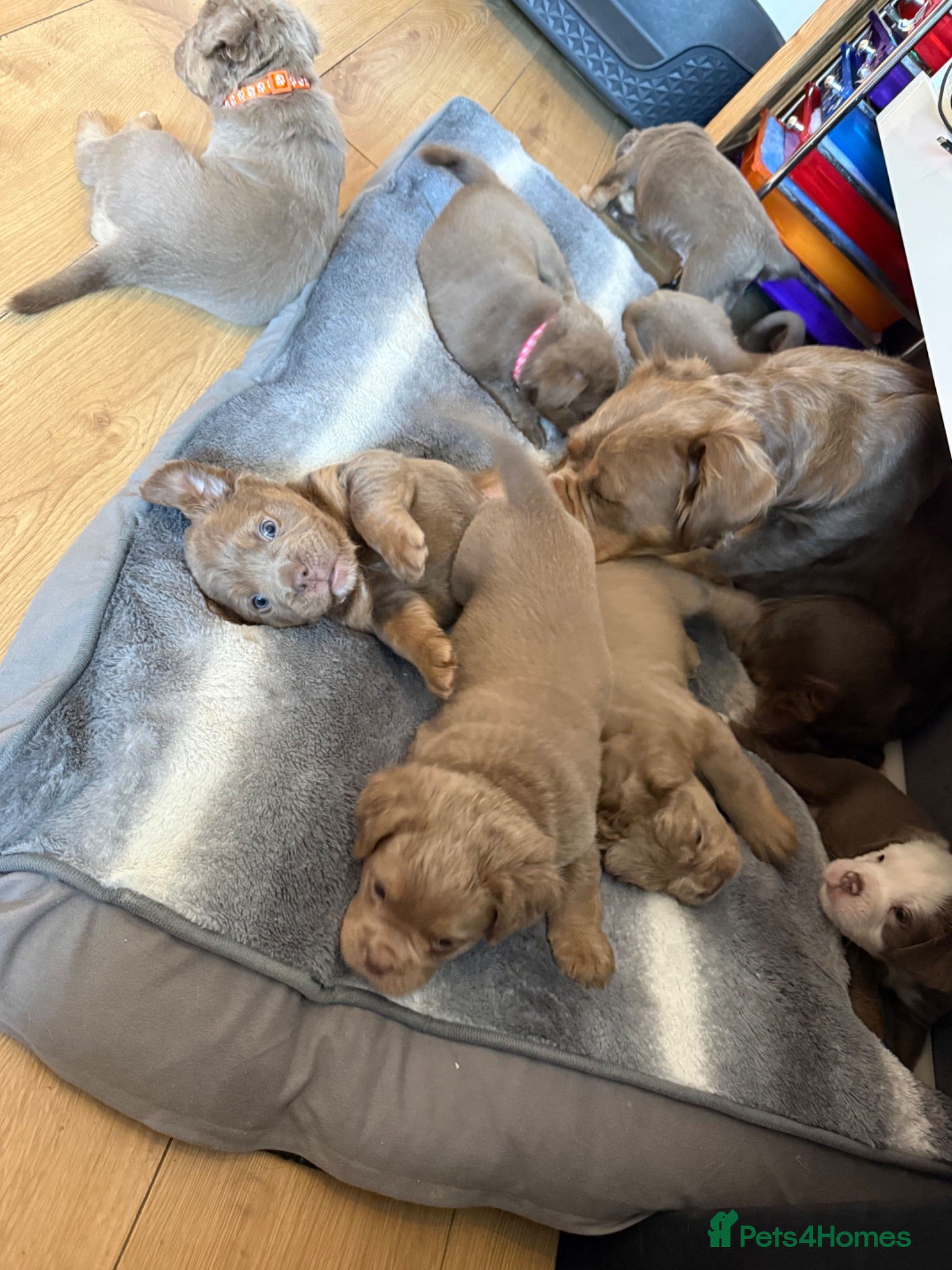 Olde English Bulldogge dogs Fluffy Olde English Bulldog Puppies - Advert 18