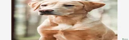 Labrador Retriever dogs for sale: Quality KC Labrador Retriever - Advert 2