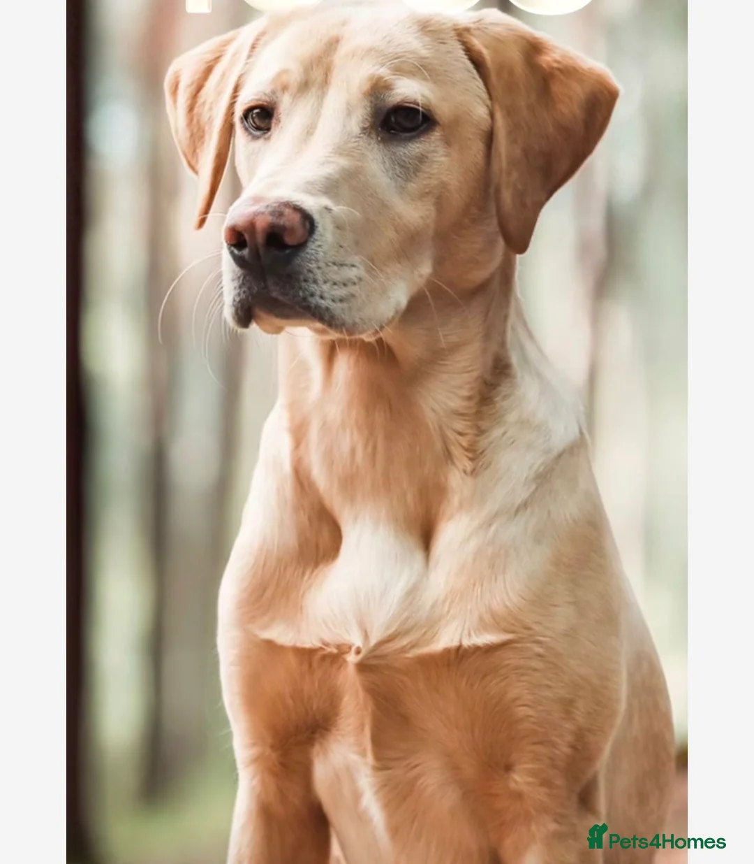 Labrador Retriever dogs for sale: Quality KC Labrador Retriever - Advert 2