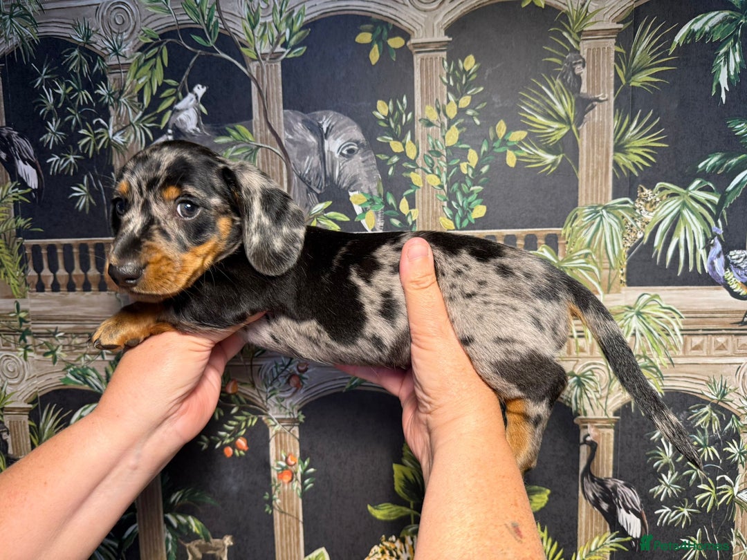 Miniature Dachshund dogs for sale: Stunning Unique Miniature Dachshund Puppies  - Image 17