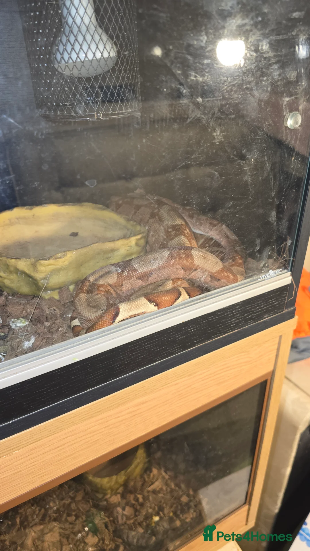 Boa Snake reptiles for sale: 2 bci boas for sale - Advert 4