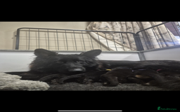 German Shepherd dogs for sale: KC reg health tested German shepherd puppies  - Image 12