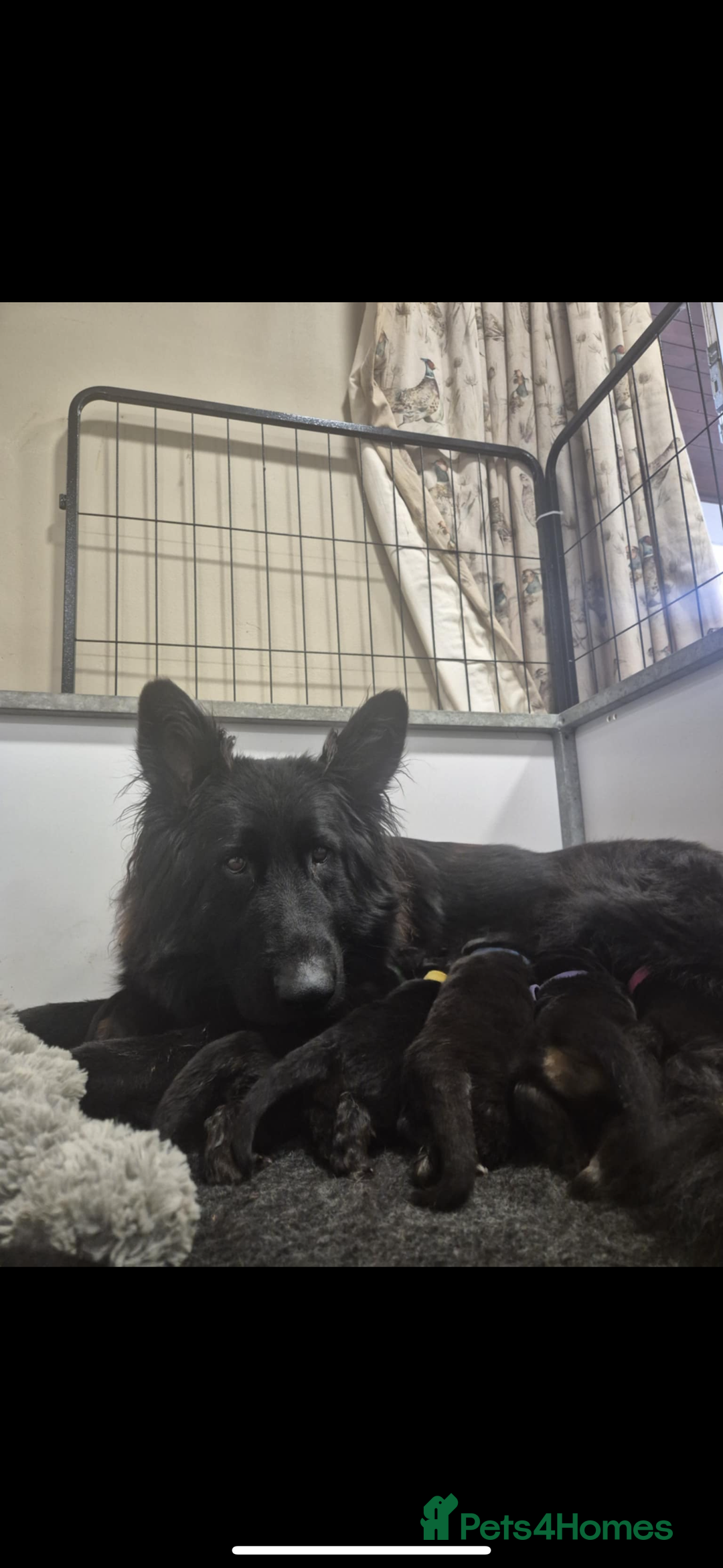 German Shepherd dogs for sale: KC reg health tested German shepherd puppies  - Image 12