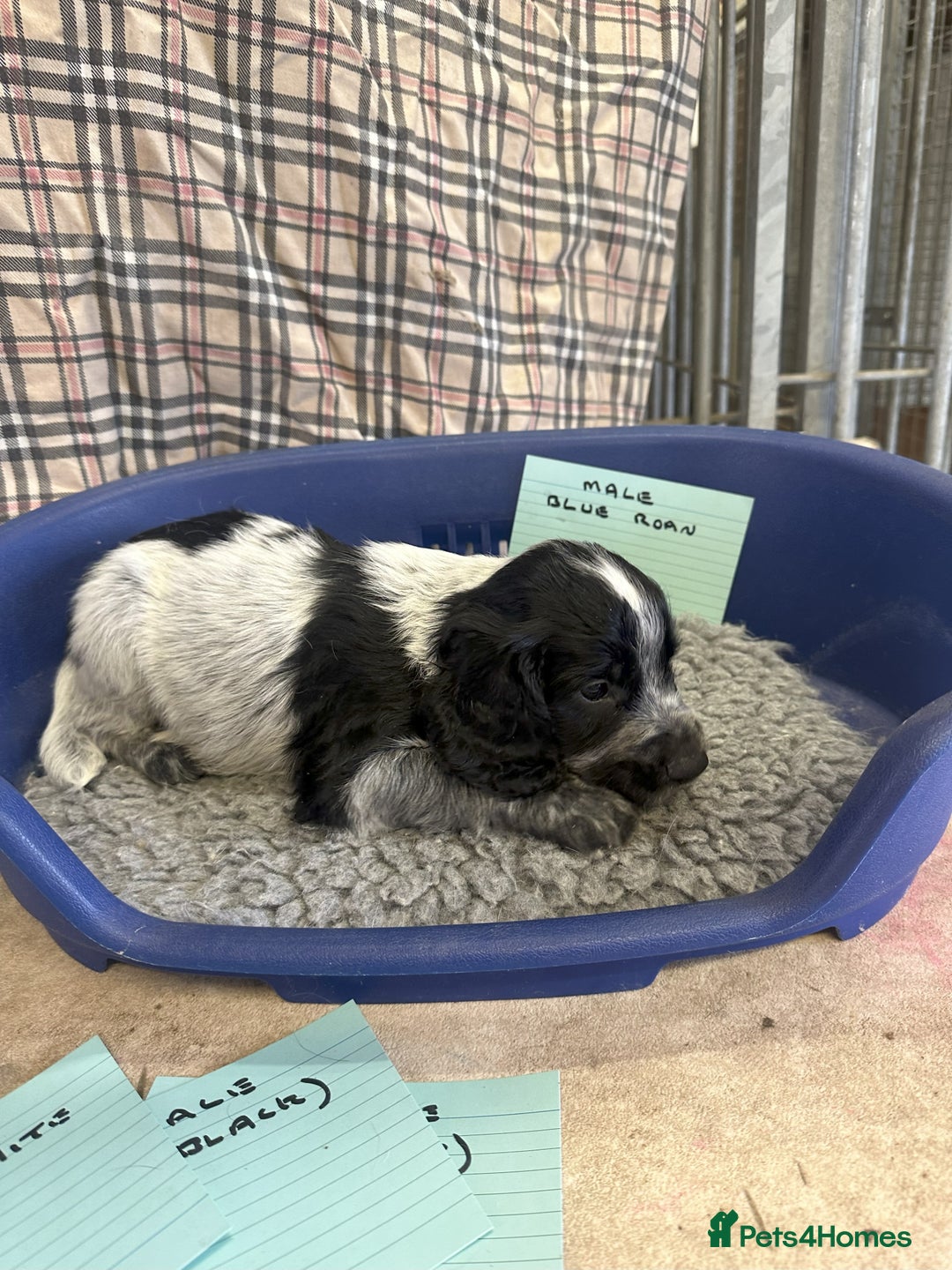 Cocker Spaniel dogs for sale: Two cocker spaniel litters for sale - Image 25