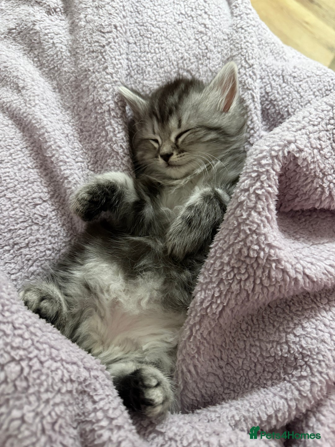 Persian cats for sale: PersianBSH silver, ginger & dark silver kittens 🩷 - Advert 8