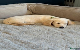 Miniature Dachshund dogs for sale: 🐾KC CREAM Long haired miniature dachshund  - Image 3