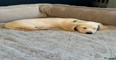 Miniature Dachshund dogs - Advert 3