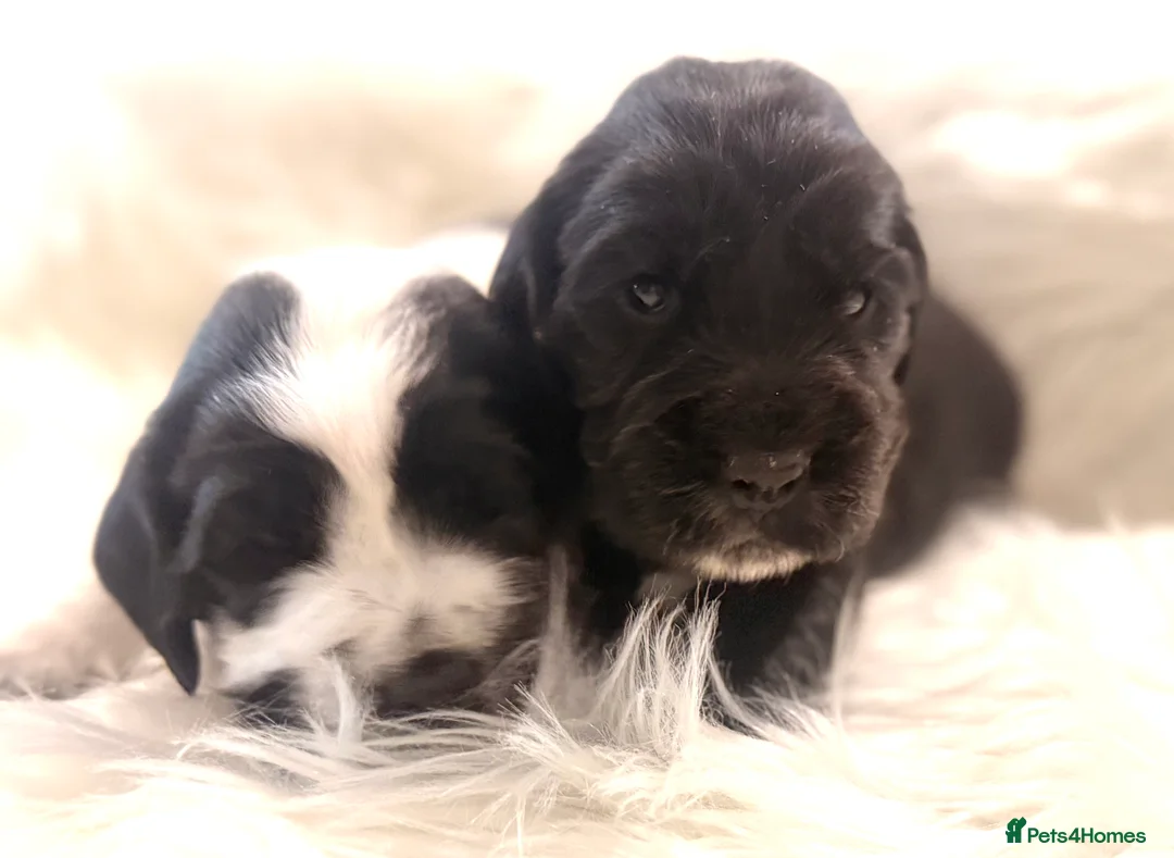 Cocker Spaniel dogs for sale: Show Cocker Spaniels for sale  - Advert 10
