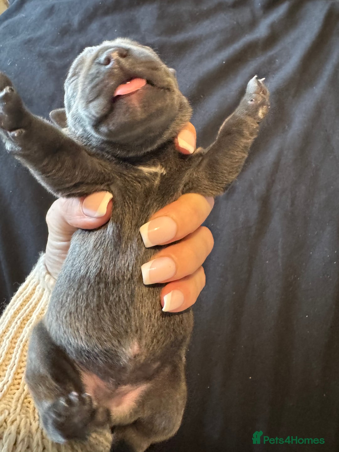 Staffordshire Bull Terrier dogs for sale: BEAUTIFUL STAFFORDSHIRE BULLTERRIER PUPPIES - Image 6