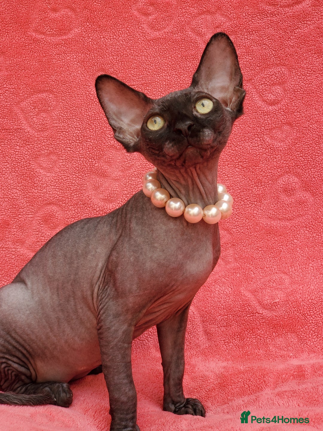 Sphynx cats for sale: Amazing kittens !!! in Maidstone - Image 13