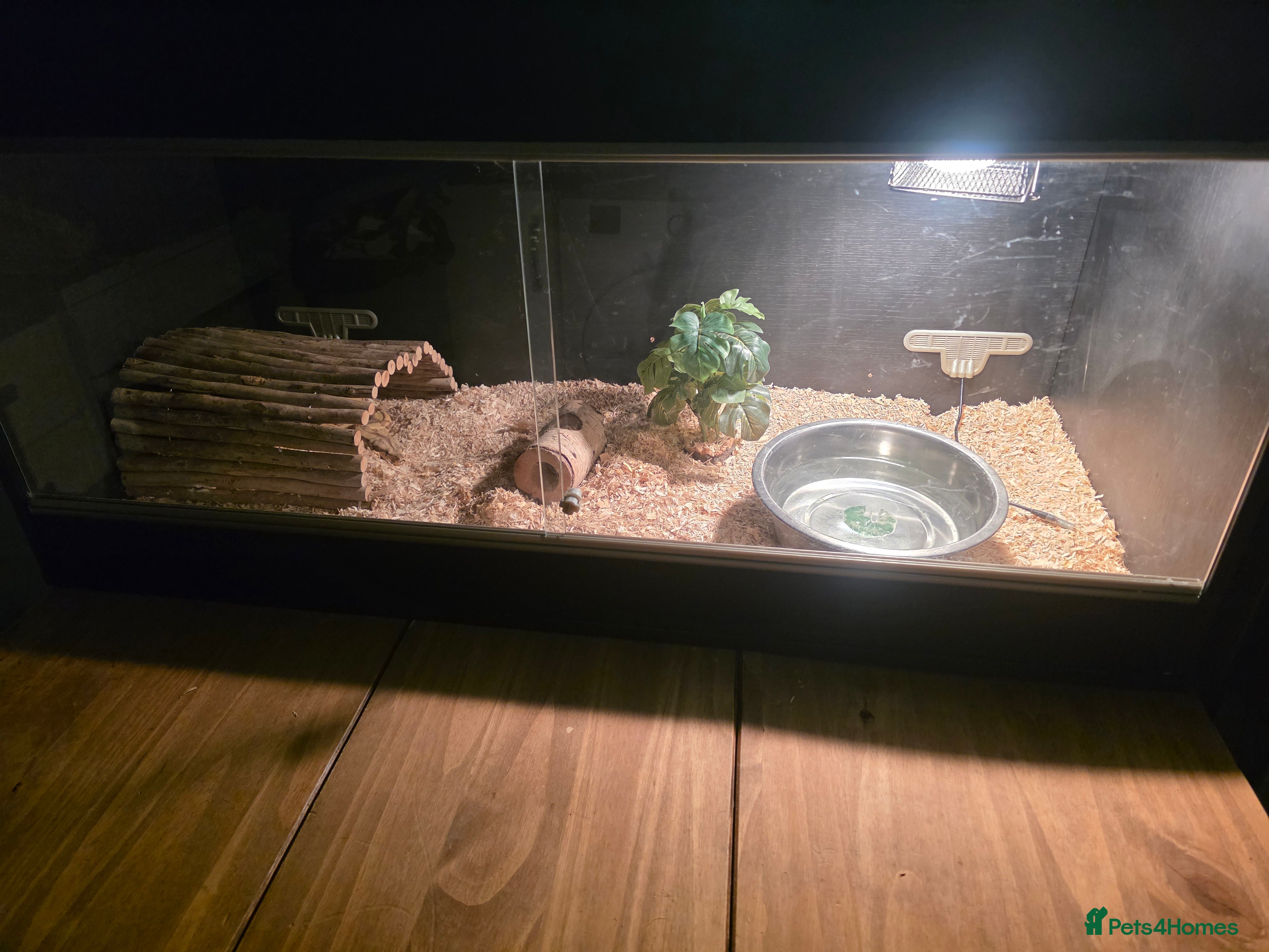 Boa Snake reptiles Female boa  - Advert 2