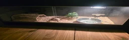 Boa Snake reptiles for sale: Female boa  - Advert 1