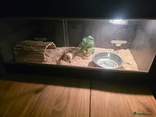 Boa Snake reptiles Female boa - Advert 2